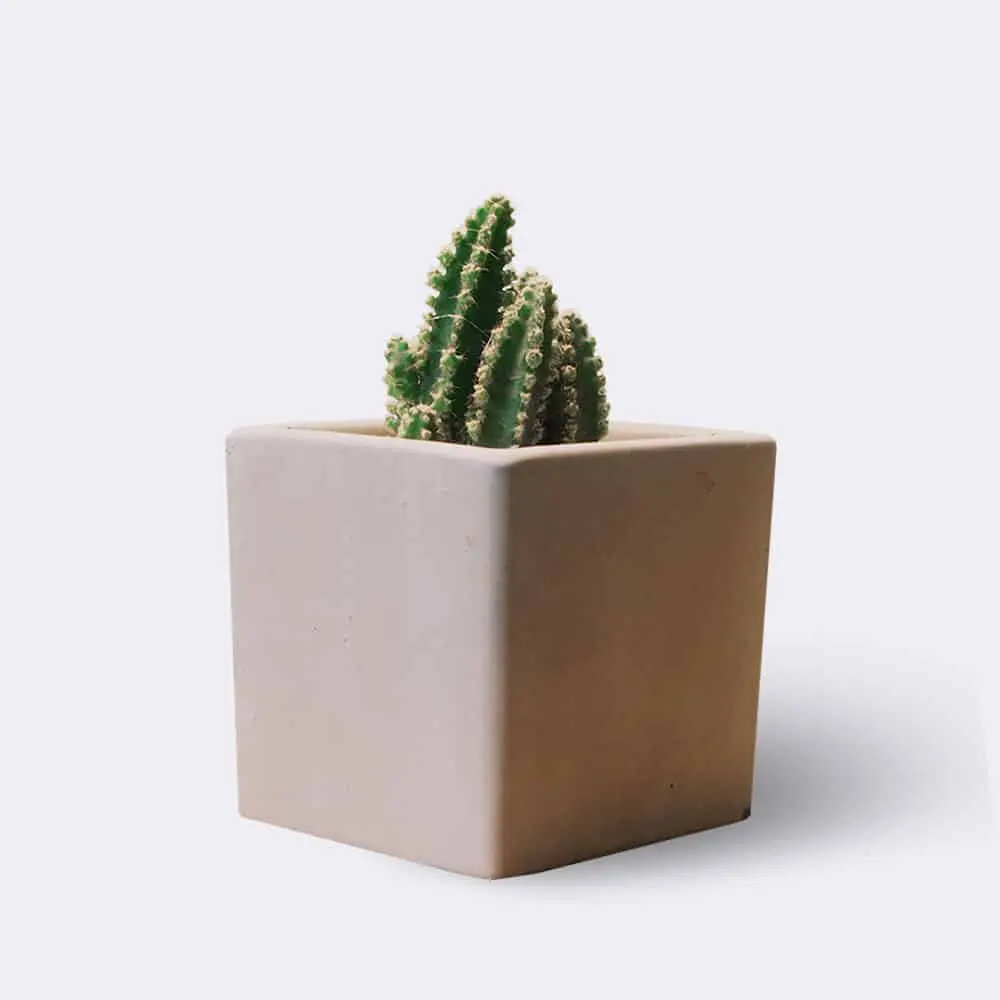 Trendy Cactus Varieties